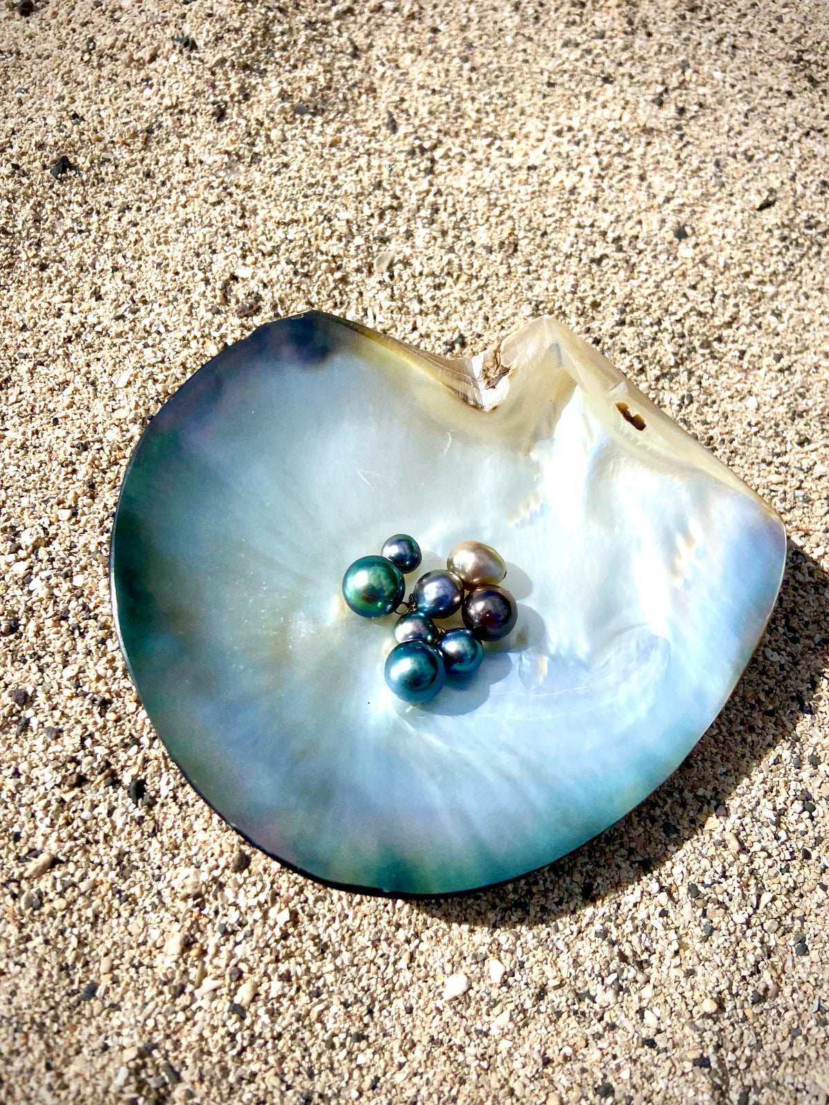 Perles de Tahiti de différentes couleurs et taille dans leur coquille nacrée