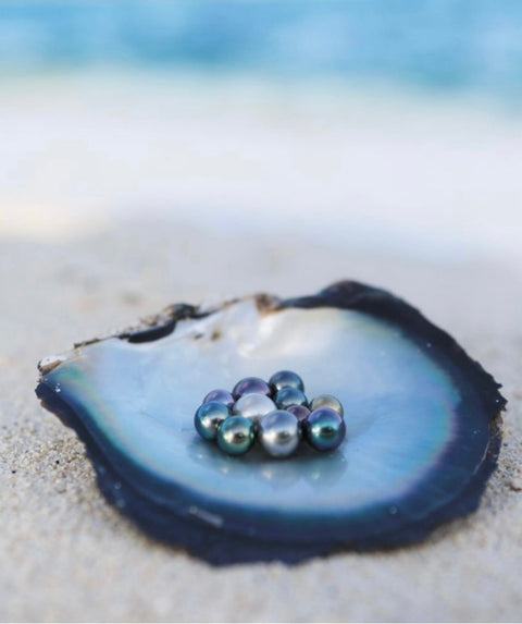 L’huitre perlière Pinctada Magaritifara produit les  perles de Tahiti utilisées dans les bijoux Arima